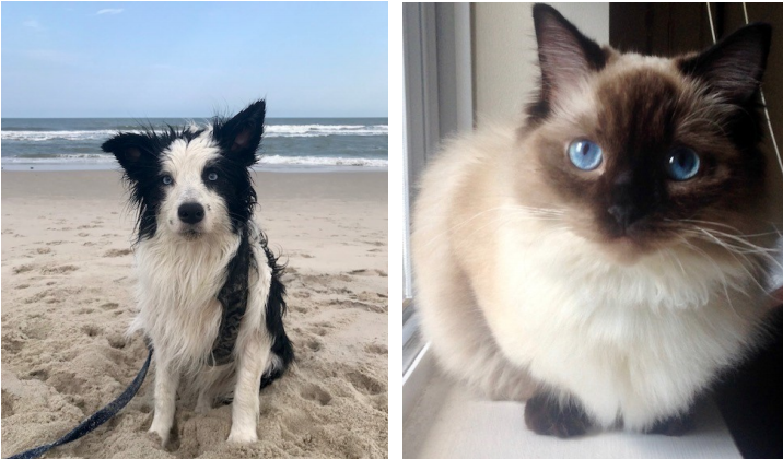 monarch waugh chapel pet of the month